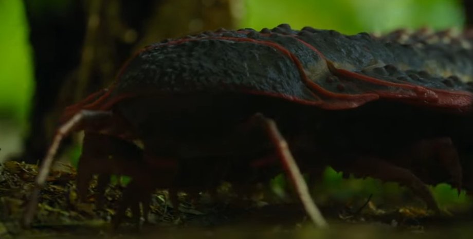 стародавня багатоніжка