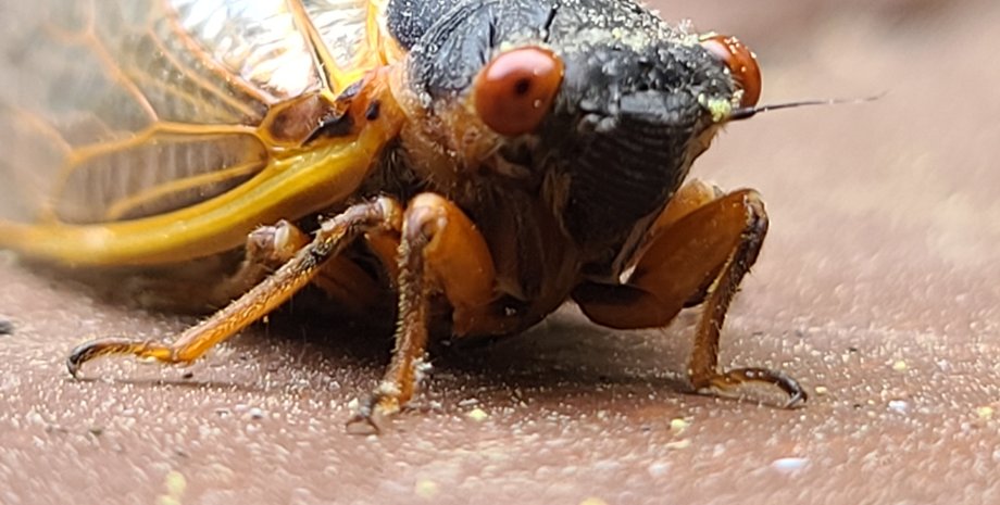 цикады, нашествие, сша