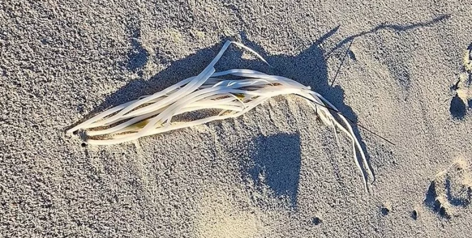 Загадочное существо на пляже, необычная находка, находка, внеземное существо, соцсети, щупальца медузы, белые нити