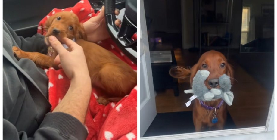 Правда стала известна лишь спустя 14 месяцев после покупки Пара завела щенка, мечтая о "гигантской" породе: через год они узнали правду