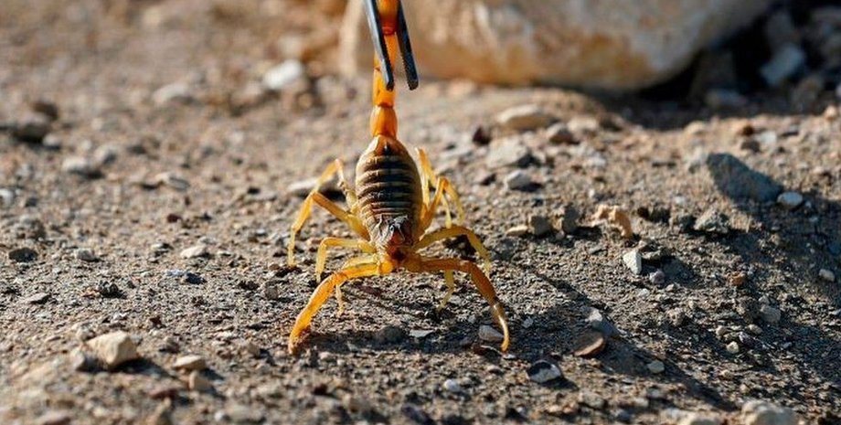 скорпионы  , египет