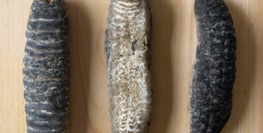 морской огурец