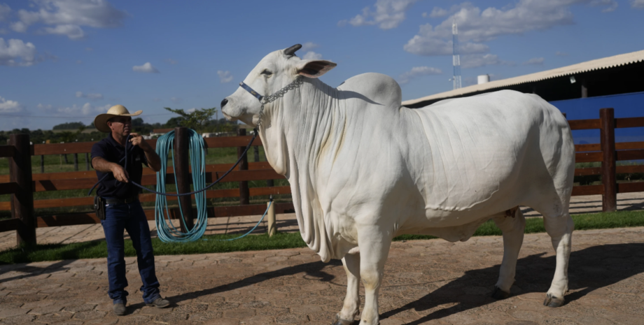 Суперкорова Viatina-19, животные, рогатый скот, продажа, аукционы, курьезы, селекция, фото, Бразилия