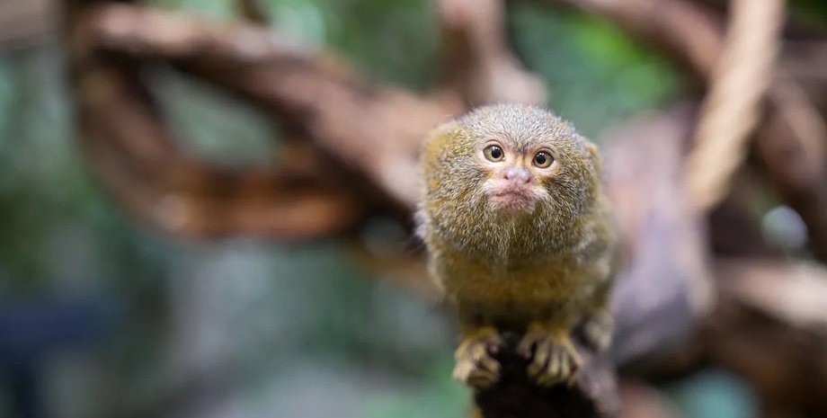 пальчиковая обезьяна пальчиковая обезьяна вес