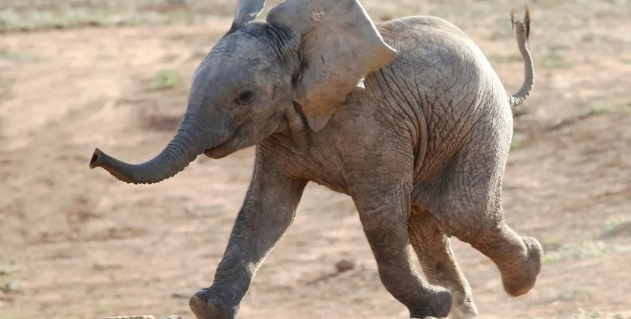 слон, слоненя