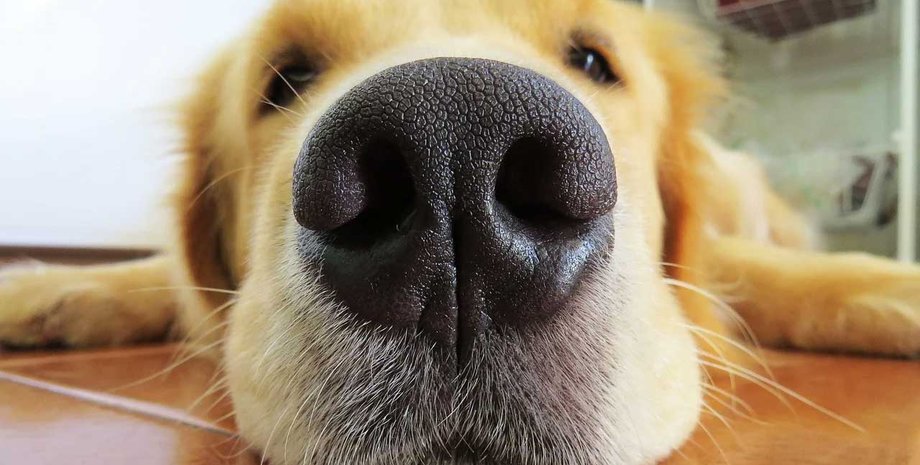 собака, нос, нюх. пол, фото