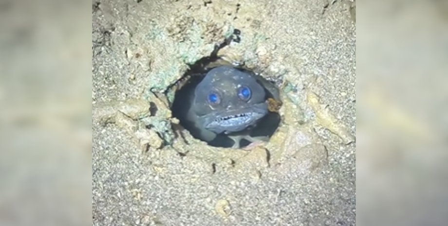 Black Jawfish, рыба, Австралия