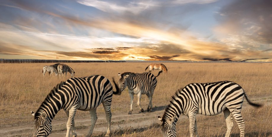 Зображення тварин із заповідника "Асканія-Нова"