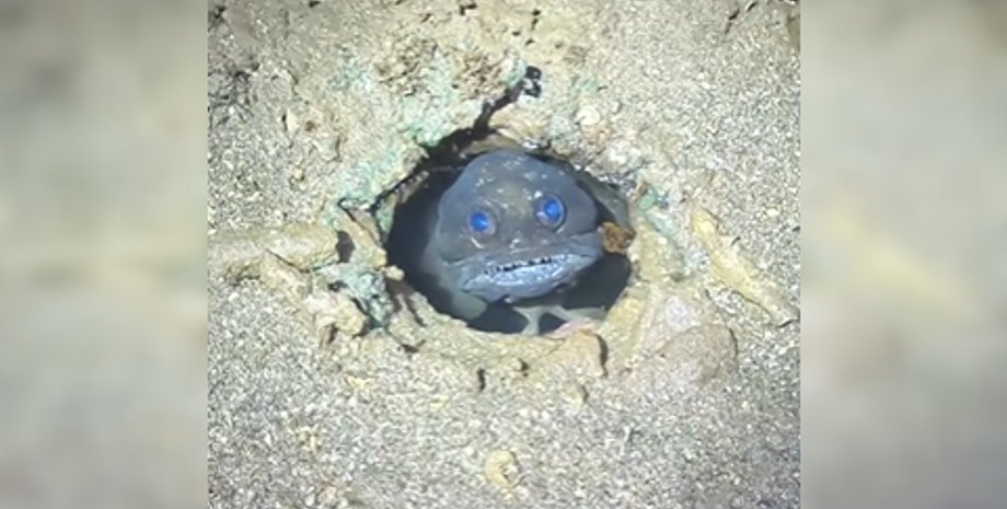 Black Jawfish, рыба, Австралия