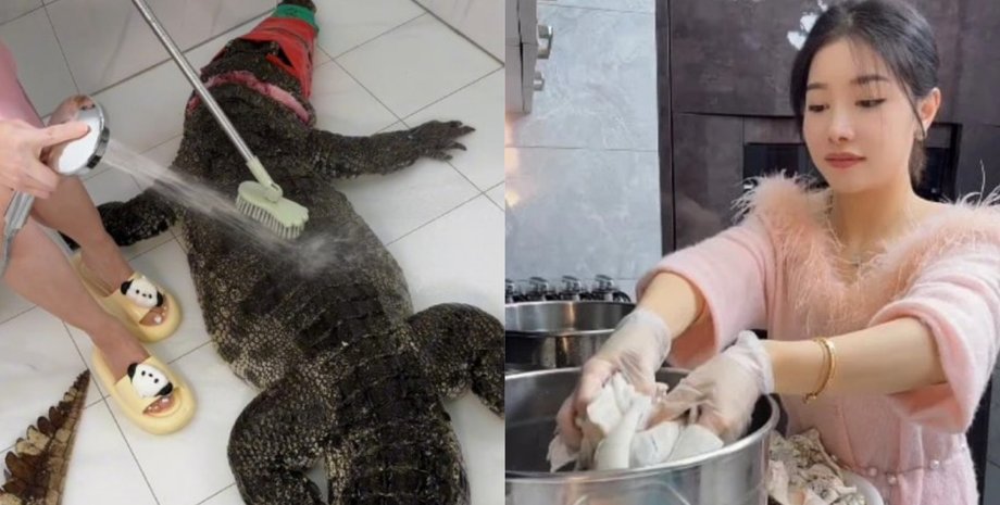 Блогерша приготовила аллигатора, фуд-блогер, блогер, мясо аллигатора, попала в скандал, разделала аллигатора, соцсети,