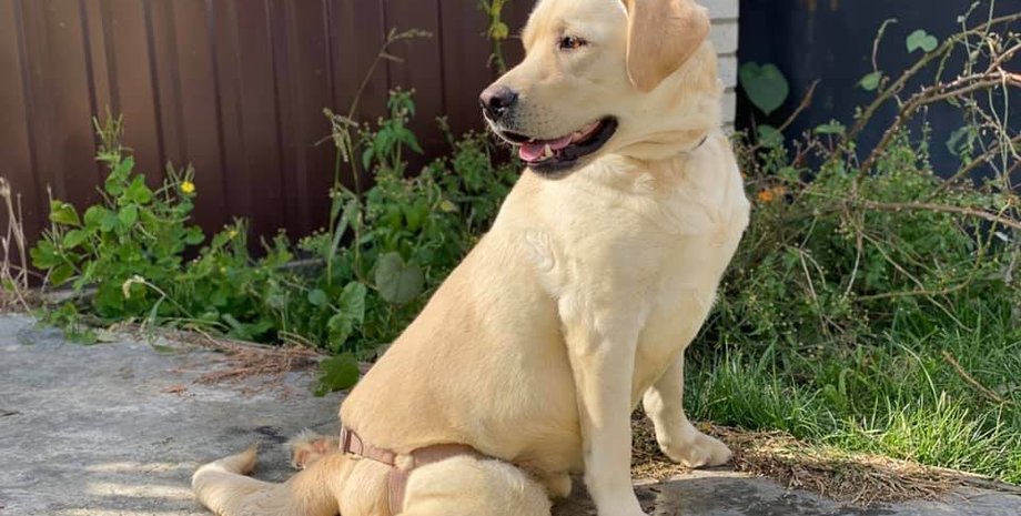 Лабрадор, Одеська область, Подольськ