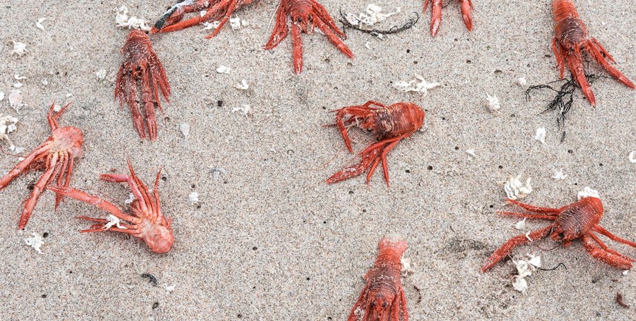 мертві краби