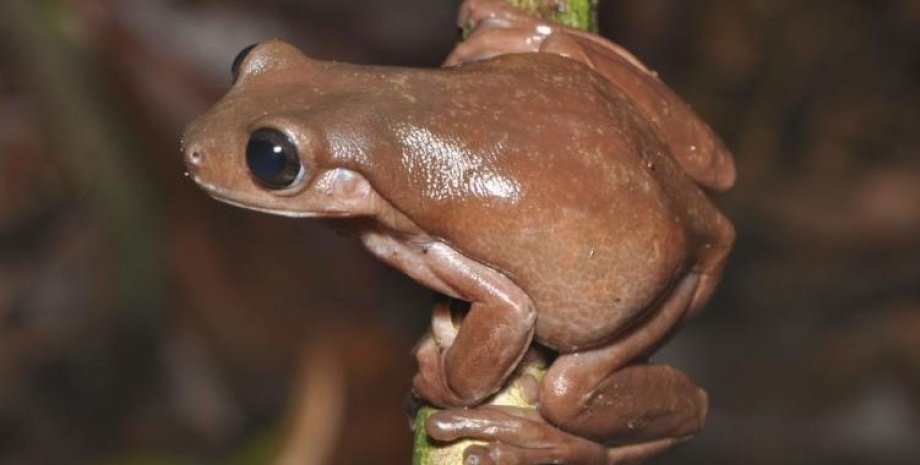 шоколадна жаба