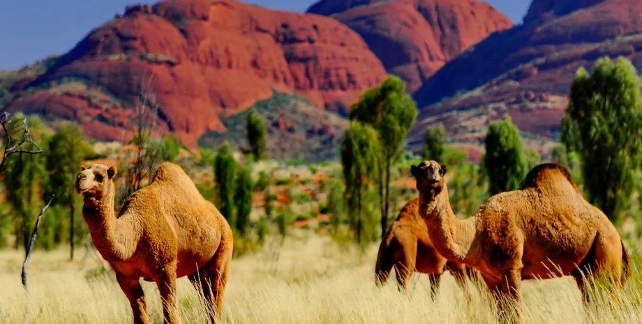 австралия верблюды