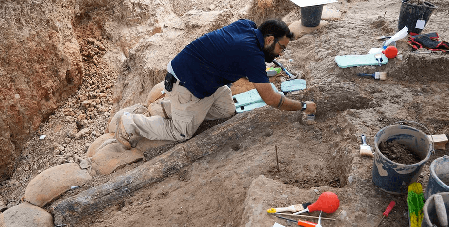 ученый, бивень слона, фото