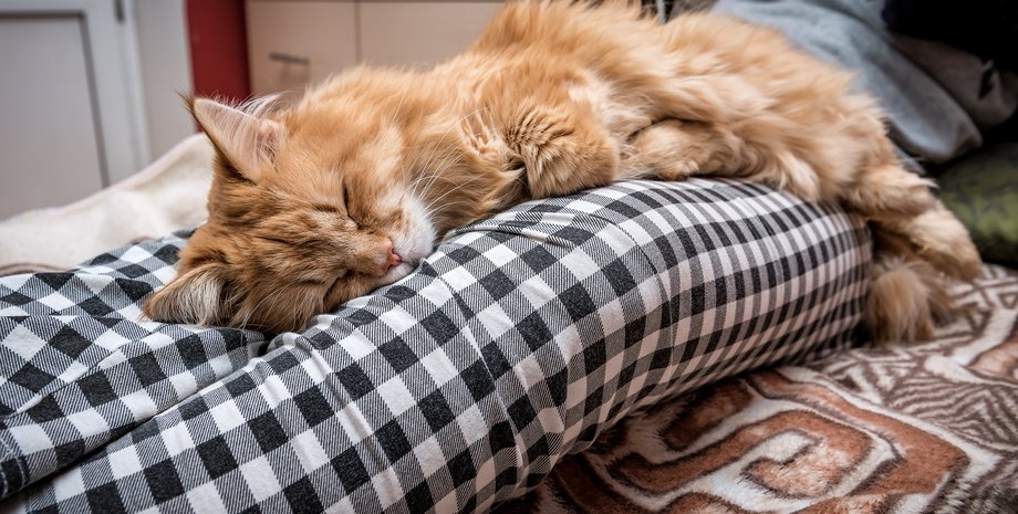 Рудий кіт, кіт