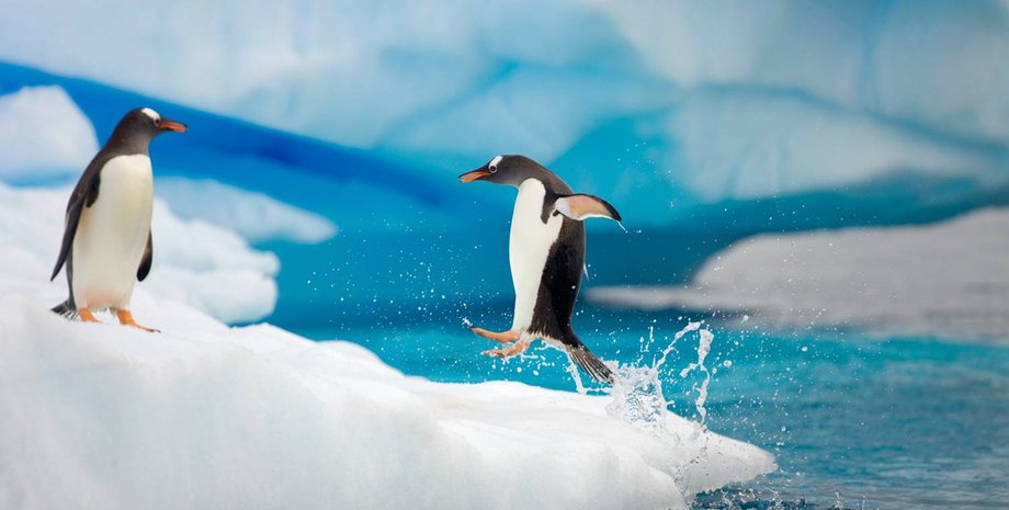 Антарктида / Фото: mappingmegan.com