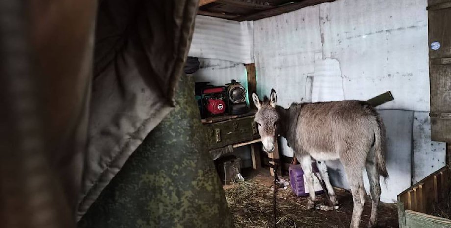 осел, коні, вс рф