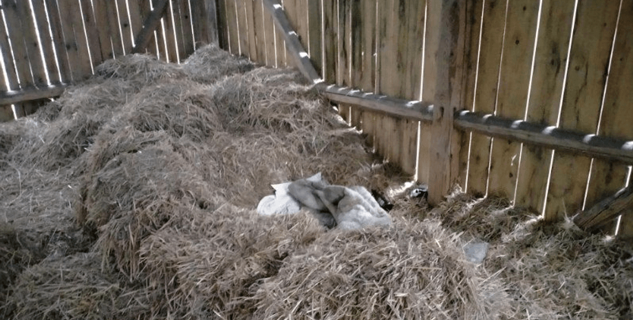 Чоловік ховався в копиці сіна, не платив аліменти, ховався в сіні, під ковдрою, знайшли в сіні, арешт, поселили у в'язниці