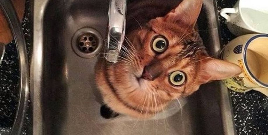 Фото: Наш Киев