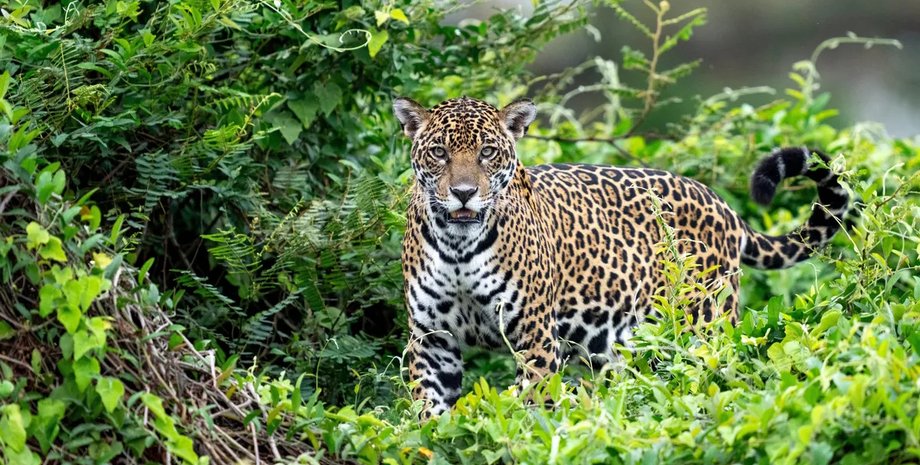 ягуары умеют мяукать