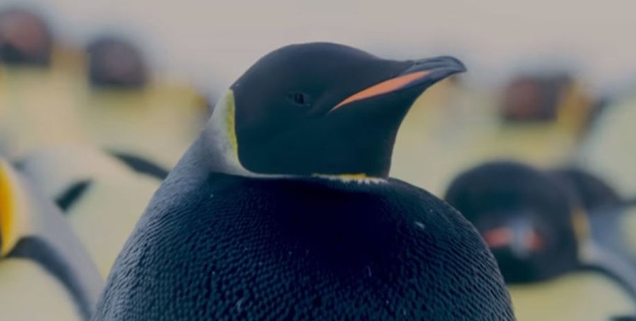 Скриншот видео