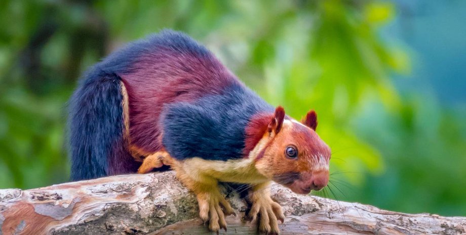 Фото: Kaushik Vijayan/SWNS