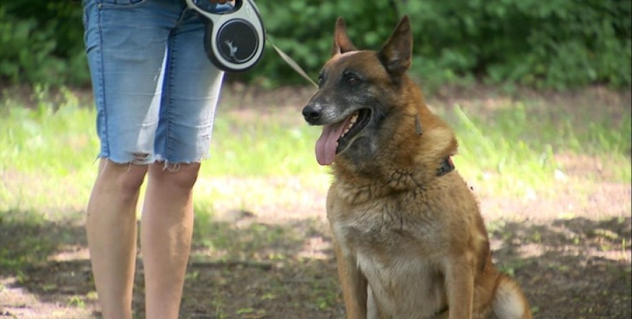 Собака, пограничаня собака Беларуси, Польша