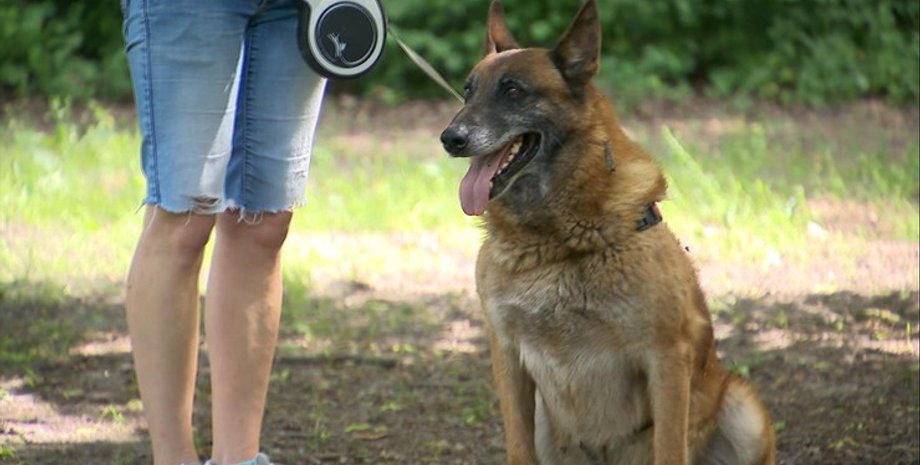 Собака, пограничаня собака Беларуси, Польша