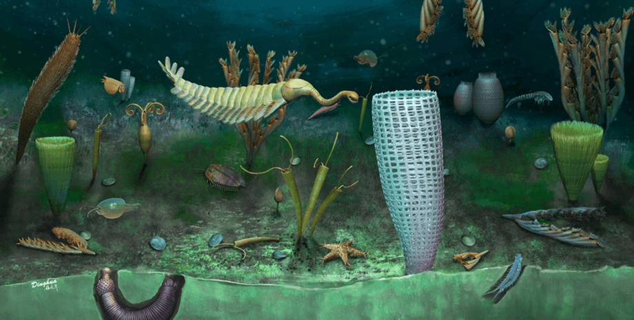 окаменелость, сохранение мягких тканей, средний ордовик, миниатюризация, экологическая эволюция, краудфандинг, микроскопическое оборудование, фитопланктонная революция, эволюция животных