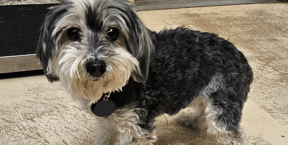 Пропавшую собаку нашли спустя 9 лет, пропавшая собака, собаку нашли в другом штате, собака 8 лет была вдали от дома, приют, микрочип для животных