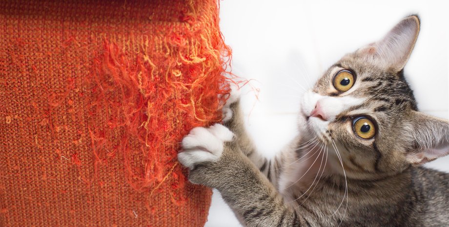 мебель, кот, фото