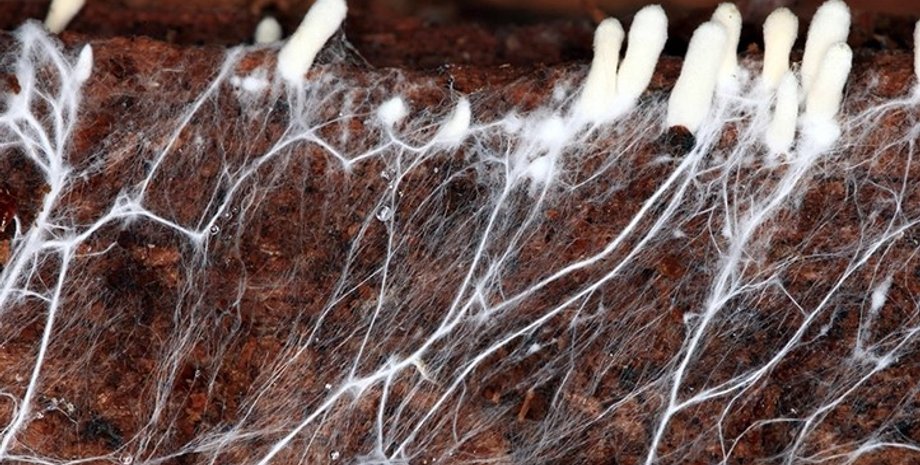 гриби, міцелій, новий матеріал