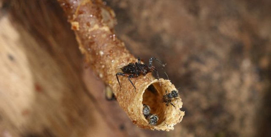 клоп хищник