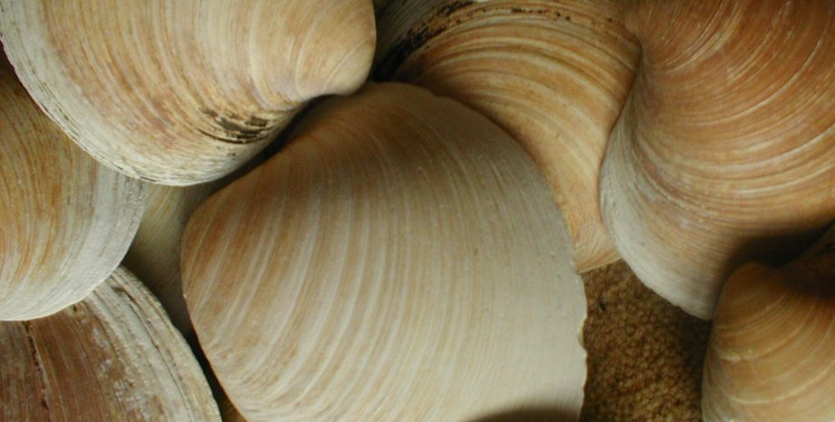 раковини молюсків двостулковий молюск мушля раковина