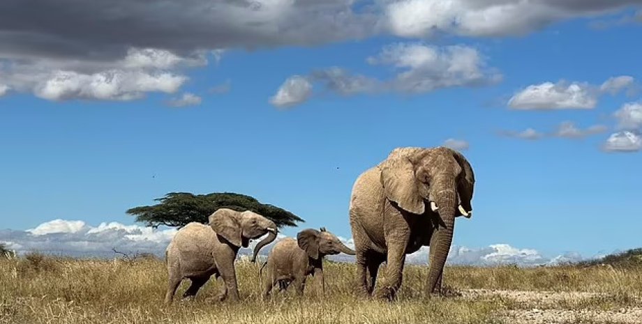 Популяция африканских слонов сократилась на 90% слоны, вымирание слонов, африканские слоны вымирание