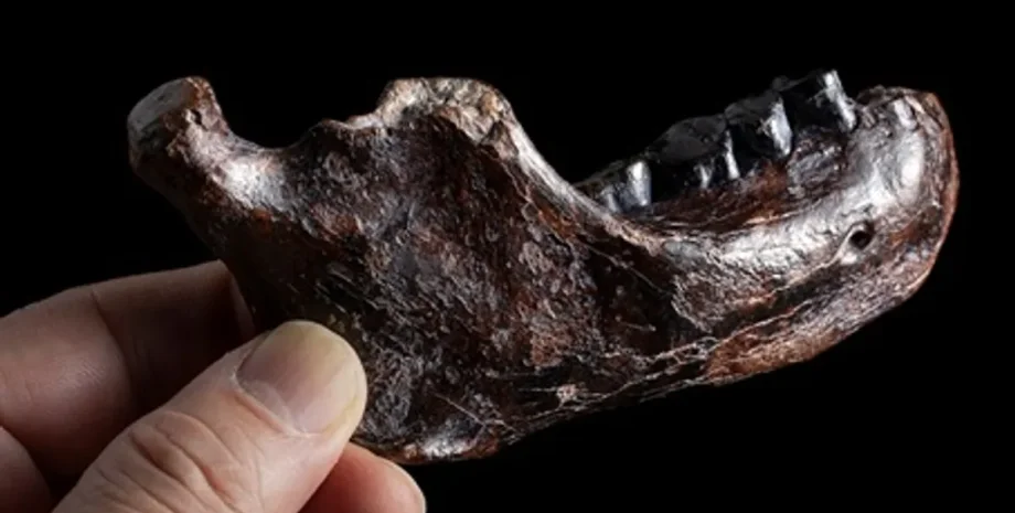 денисівська людина, Денисівці, люди, щелепа, скам'янілість, Пенху, вид, останки, відкриття, зуби, аналіз, Азія