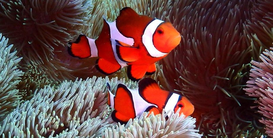 рыбы клоуны