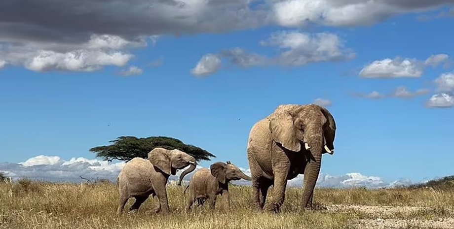 слони, вимирання слонів, африканські слони вимирання
