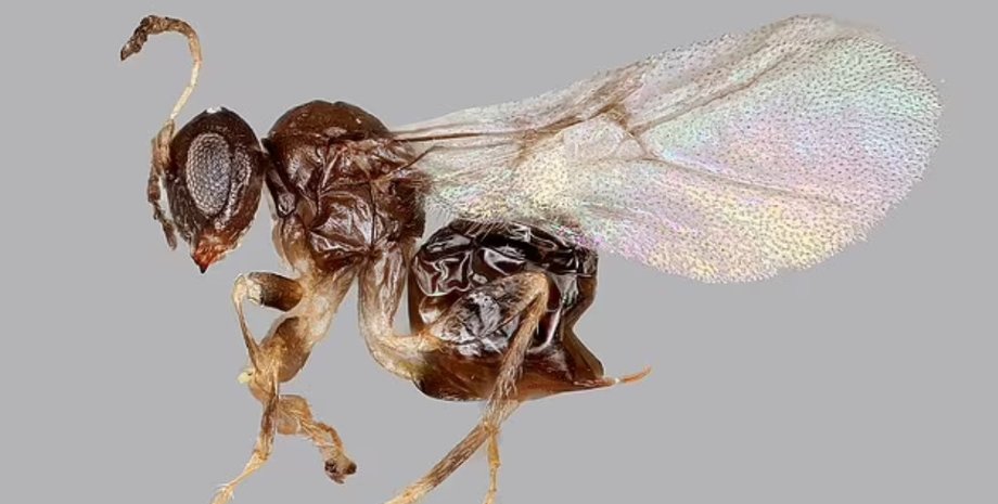 Neuroterus valhalla, оса