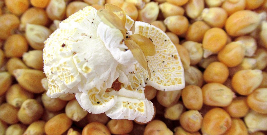 хлорпирифос, попкорн, кукуруза, Госпродпотребслужба, отрота зрения, инсектицид, опасный продукт, в украину прибыла опасная кукуруза,