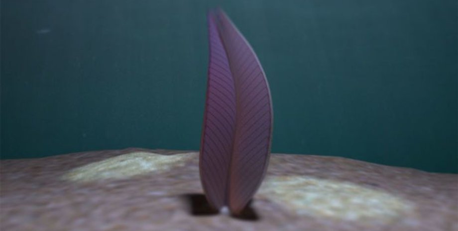 Эдиакарский биот в представлении художника. Иллюстрация: Jennifer Hoyal Cuthill