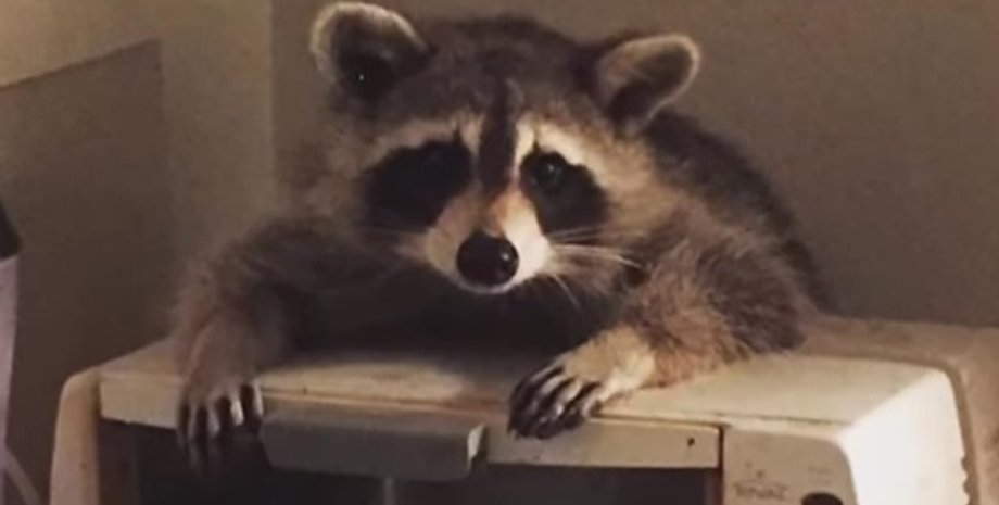 Фото: Скриншот