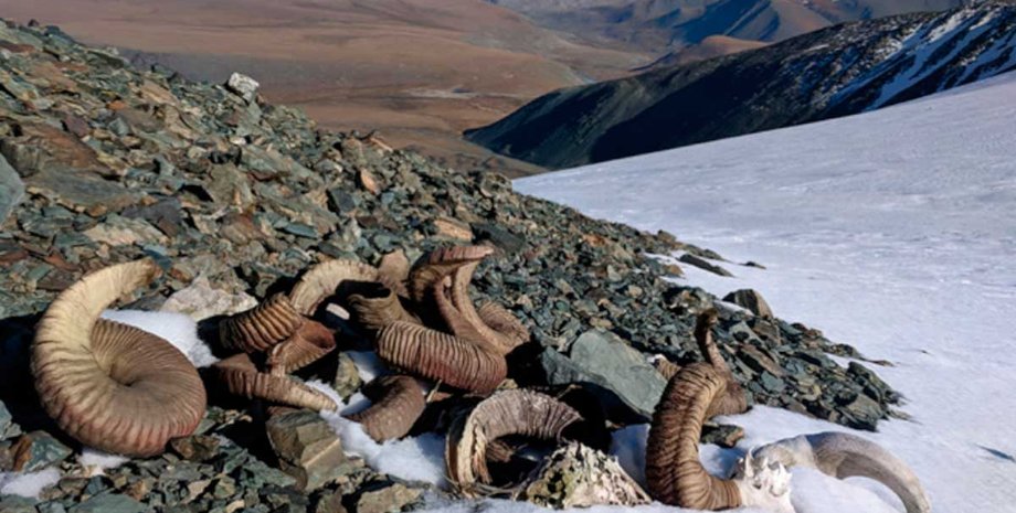 Климат, СО2, среда