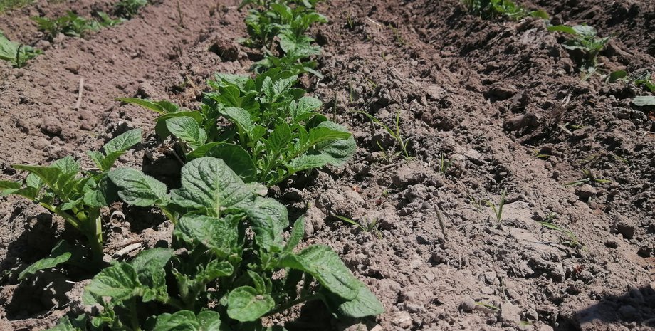 договор покупки земли, сделки с землей, аренда участка в Украине, продажа земли, сделка по покупке земли