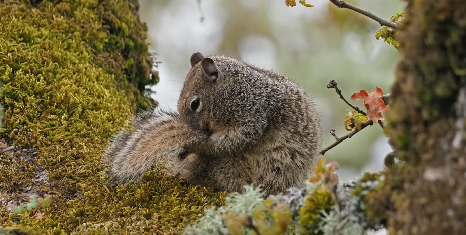 Калифорнийские серые белки Калифорнийские серые белки, белки охотники, белки убийцы