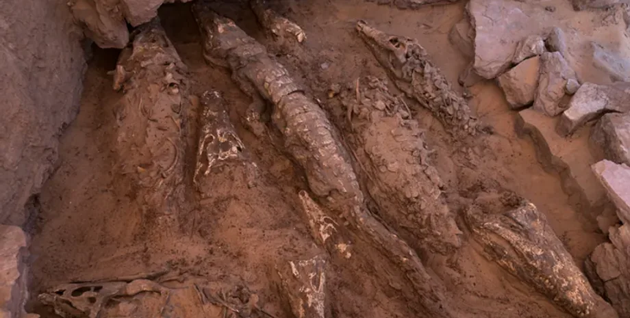 гробница, мимии, египет, крокодилы