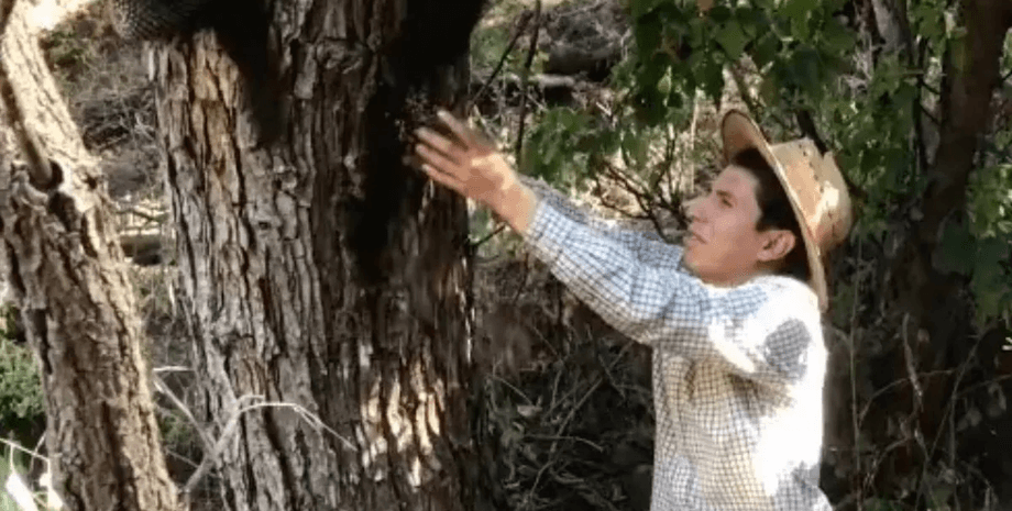 Пауки на дереве, дерево, черная масса, насекомые, неопасные пауки, арахнофобия, блогер, внутри дерева, курьезы, соцсети