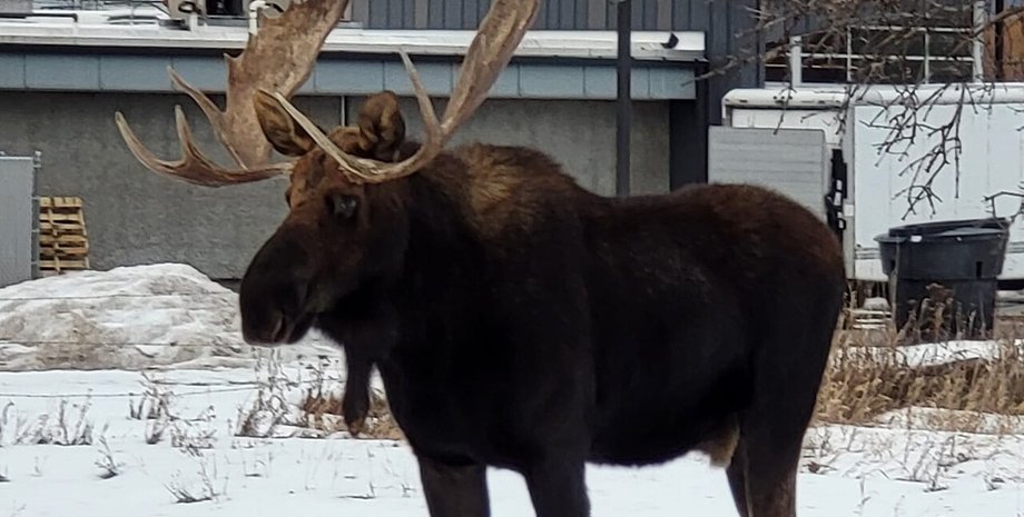 чи може лось напасти на людину, чи може напасти лось, лось напав на людину що робити, якщо зустрів лося в лісі,