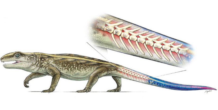 Иллюстрация: A.R.H. LeBlanc et al. / Scientific Reports, 2018